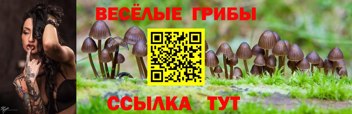 Галлюциногенные грибы Psilocybine cubensis Абинск